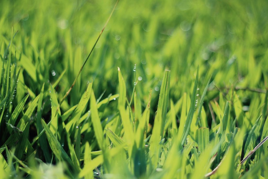 mowing lawn